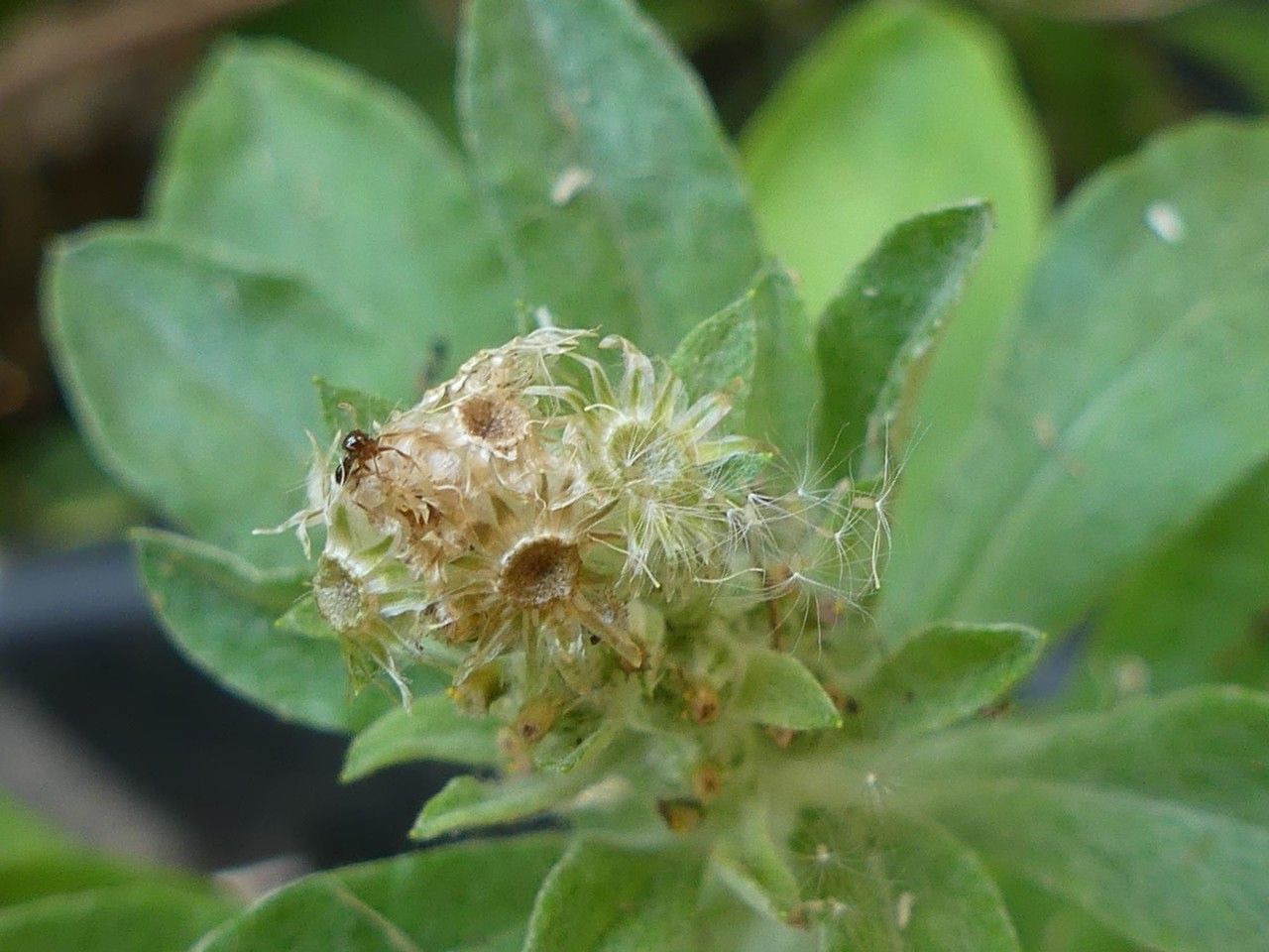 Gnaphalium purpureum fruit