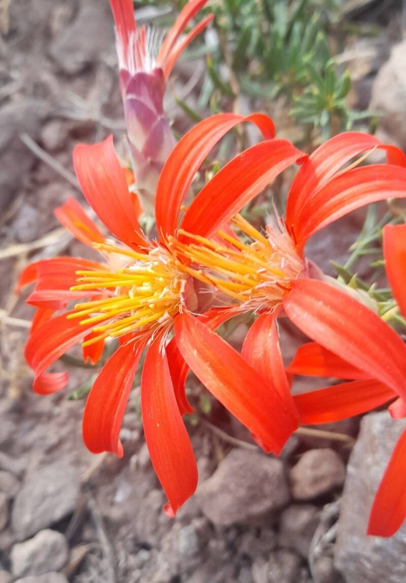 Mutisia subulata flower
