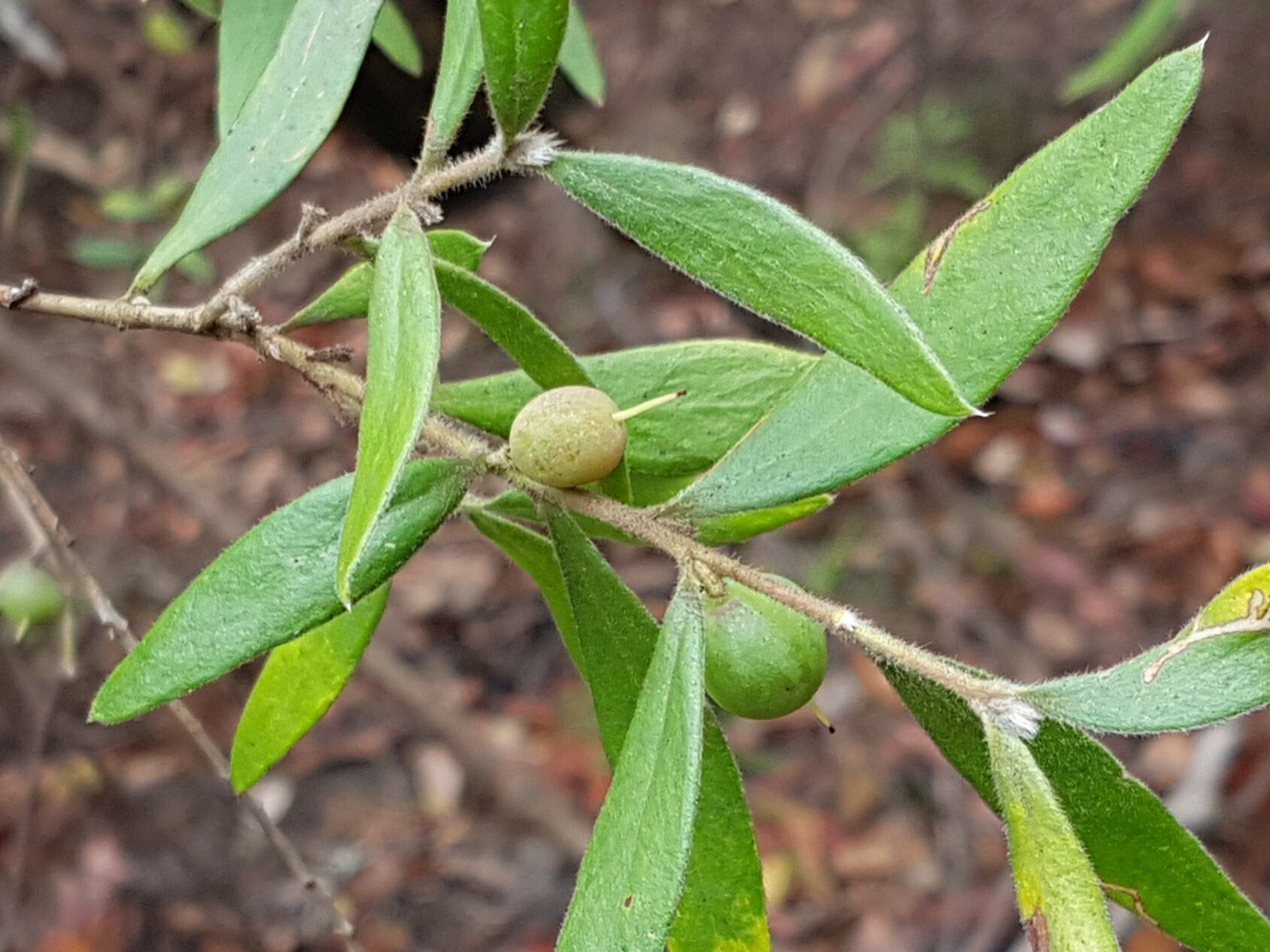 Persoonia mollis fruit