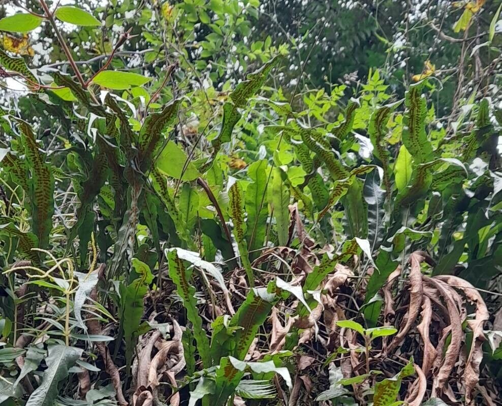 Campyloneurum lorentzii habit