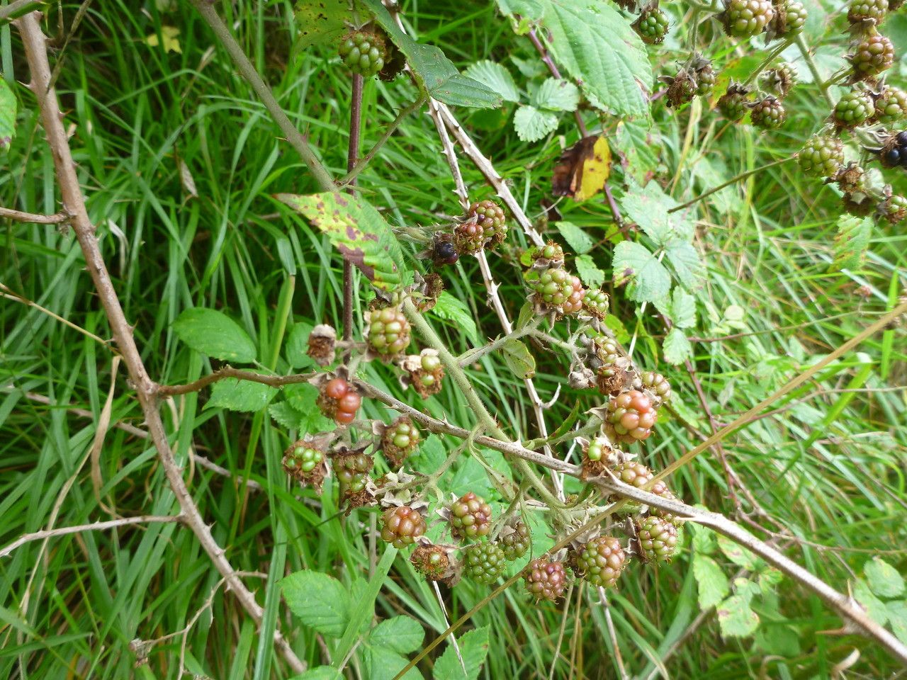 Rubus cuspidifer fruit