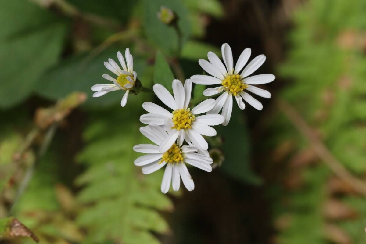 Aster sugimotoi — houseplant care guide