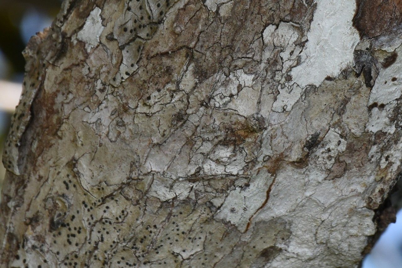 Eugenia tinifolia bark