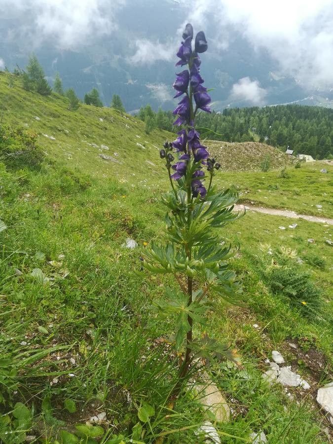 Aconitum tauricum flower