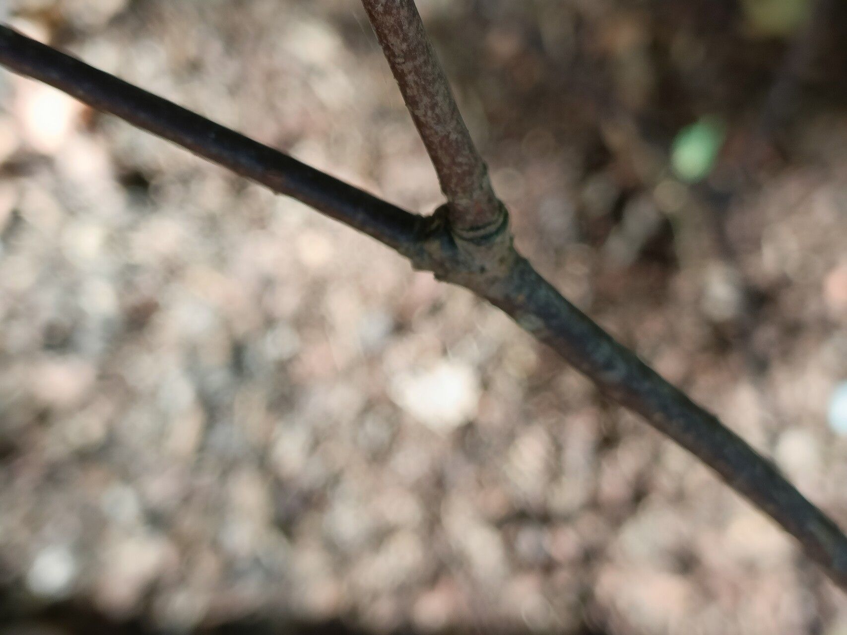 Viburnum phlebotrichum bark