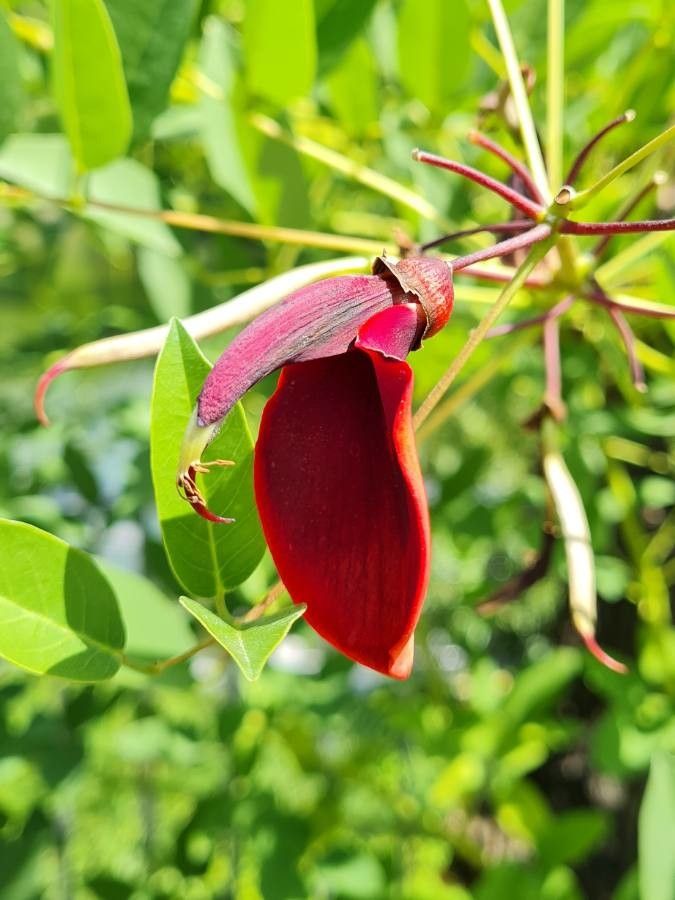Erythrina crista-galli flower