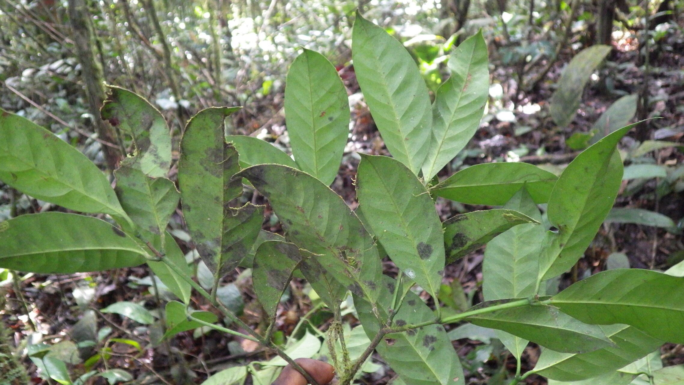 Garcinia densivenia leaf