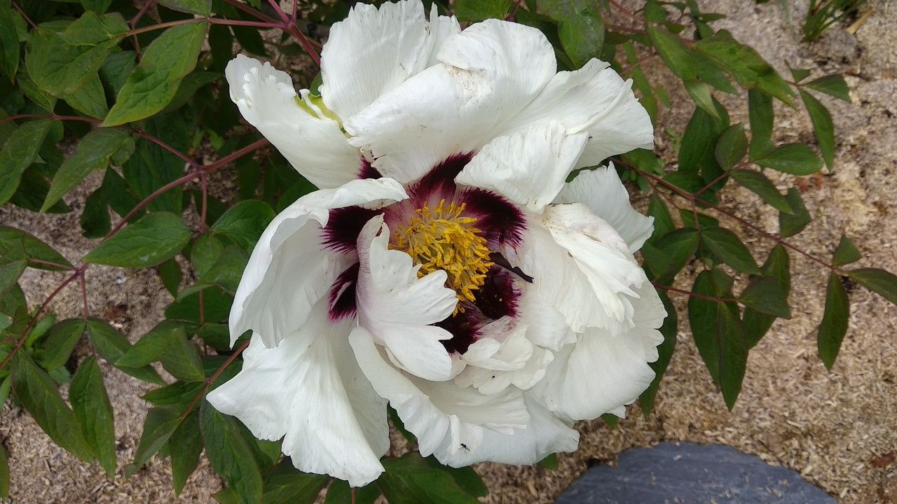 Paeonia rockii flower