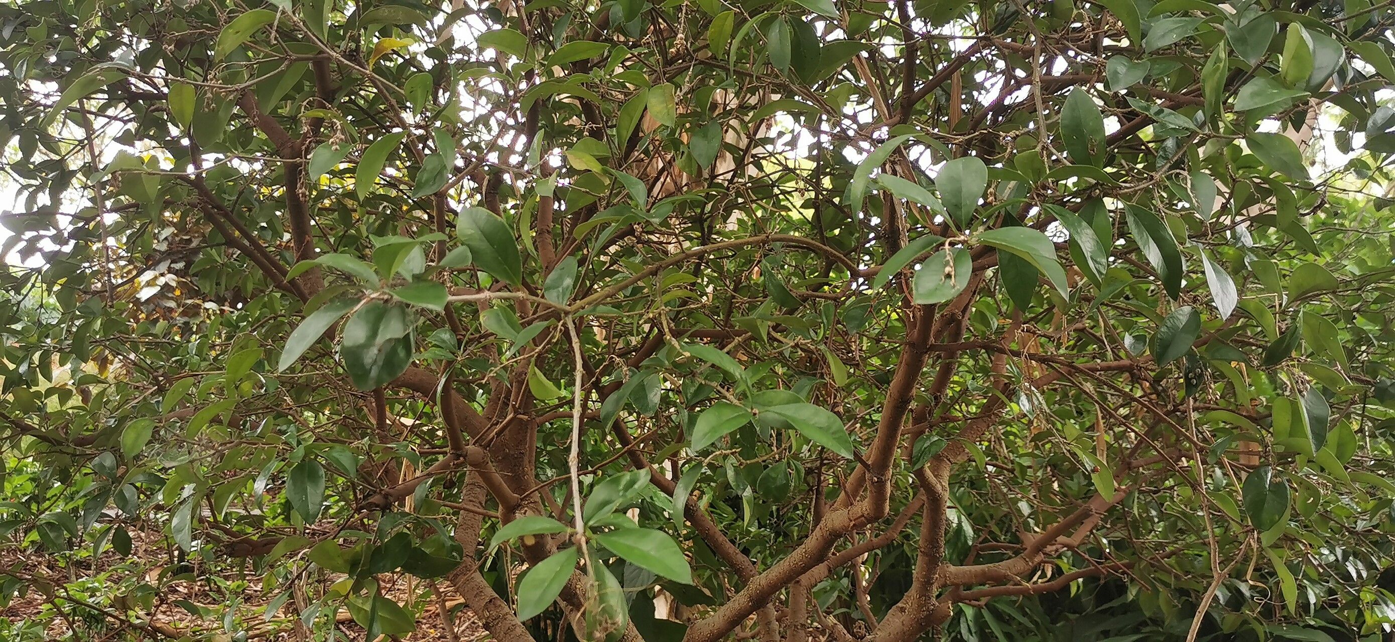 Eugenia axillaris — salt tolerant houseplant