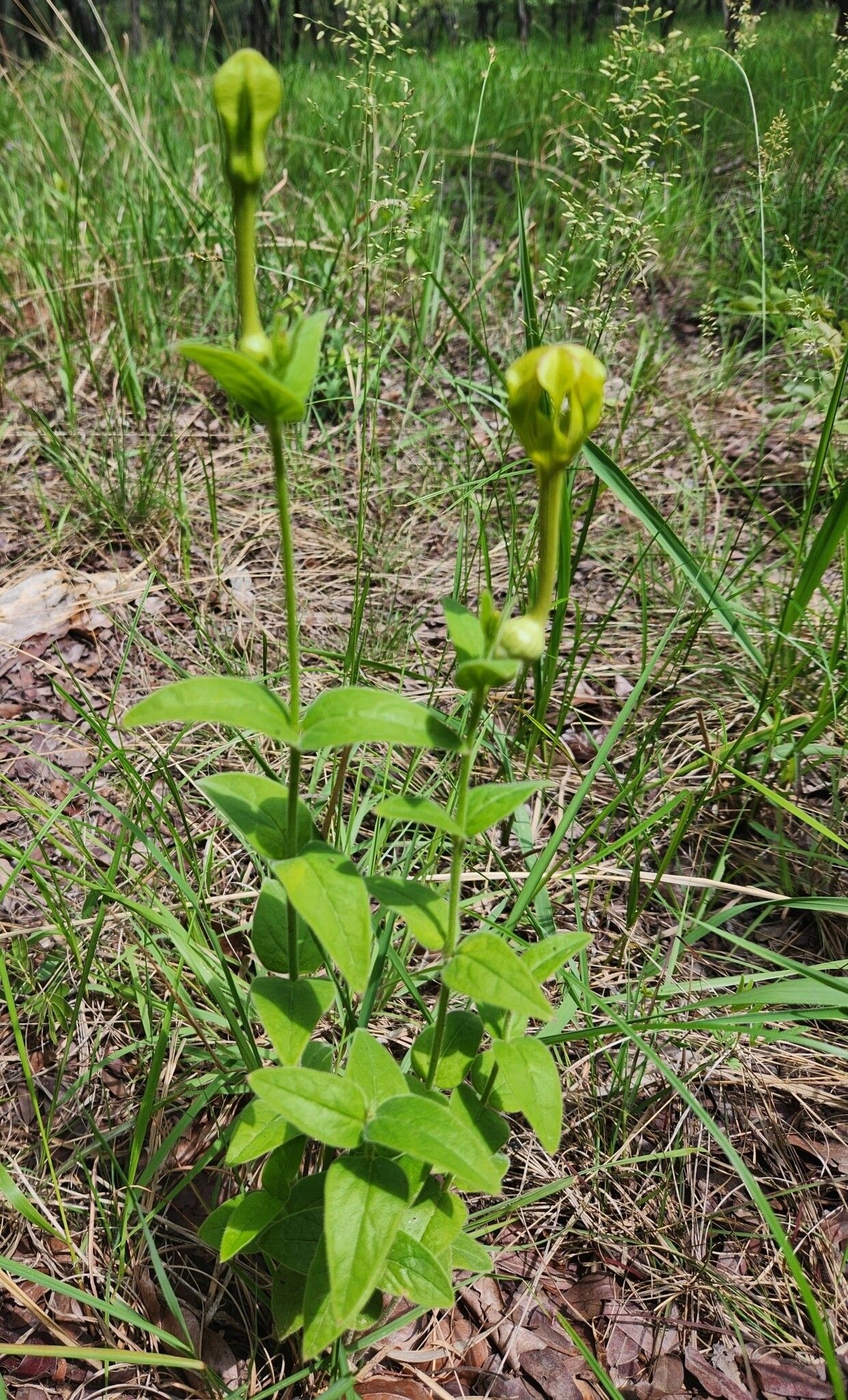 Ceropegia filipendula habit