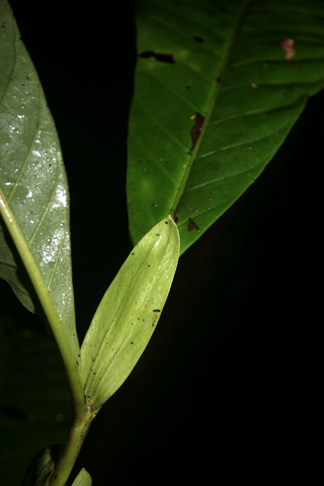 Capirona macrophylla other