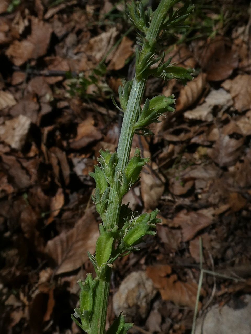 Reseda barrelieri fruit