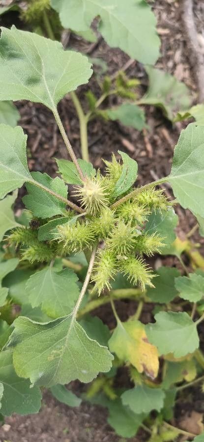 Xanthium orientale flower