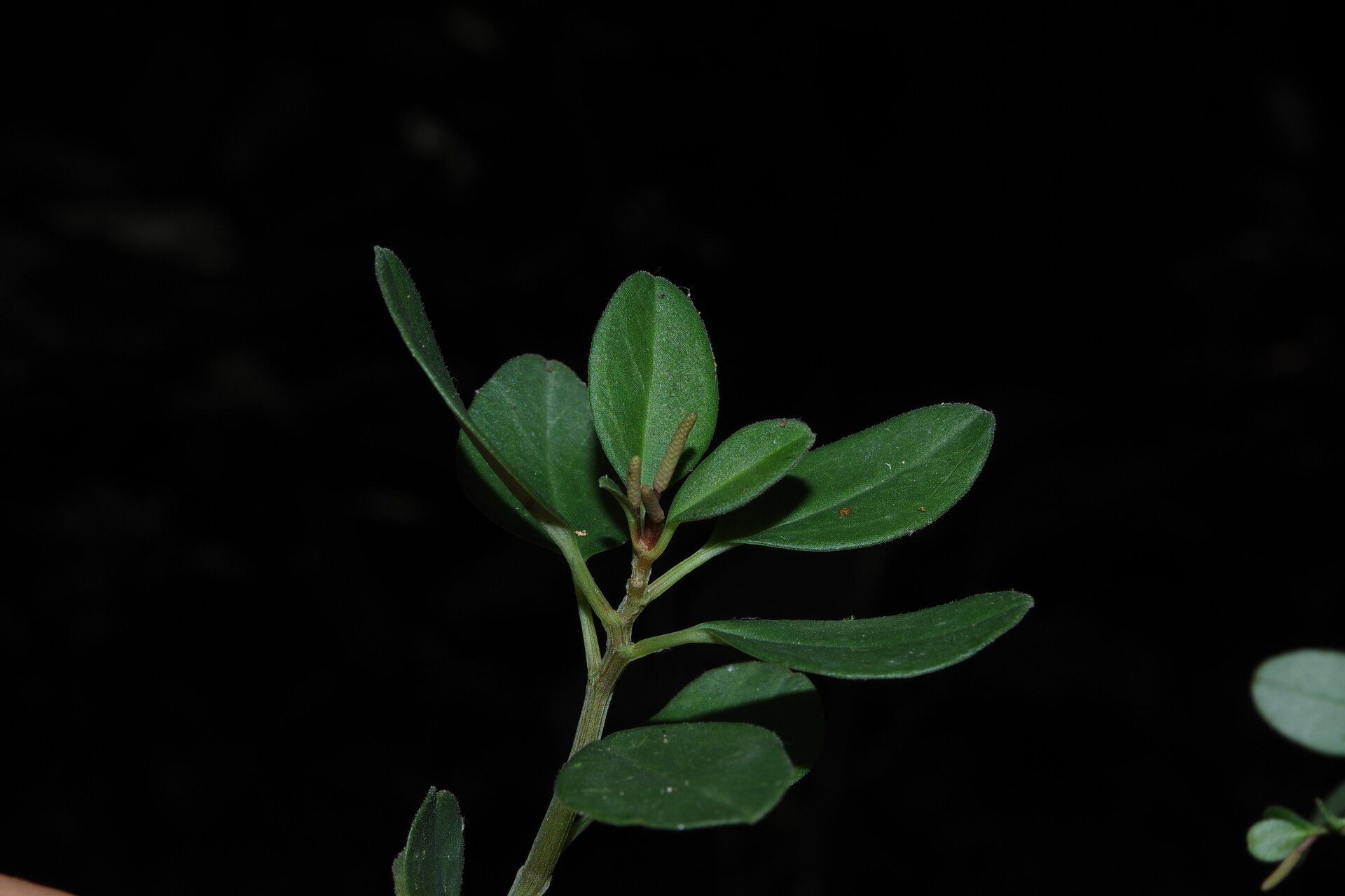Peperomia thomeana leaf