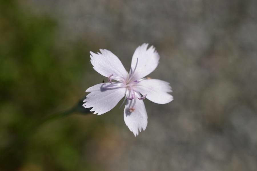 Dianthus serrulatus flower