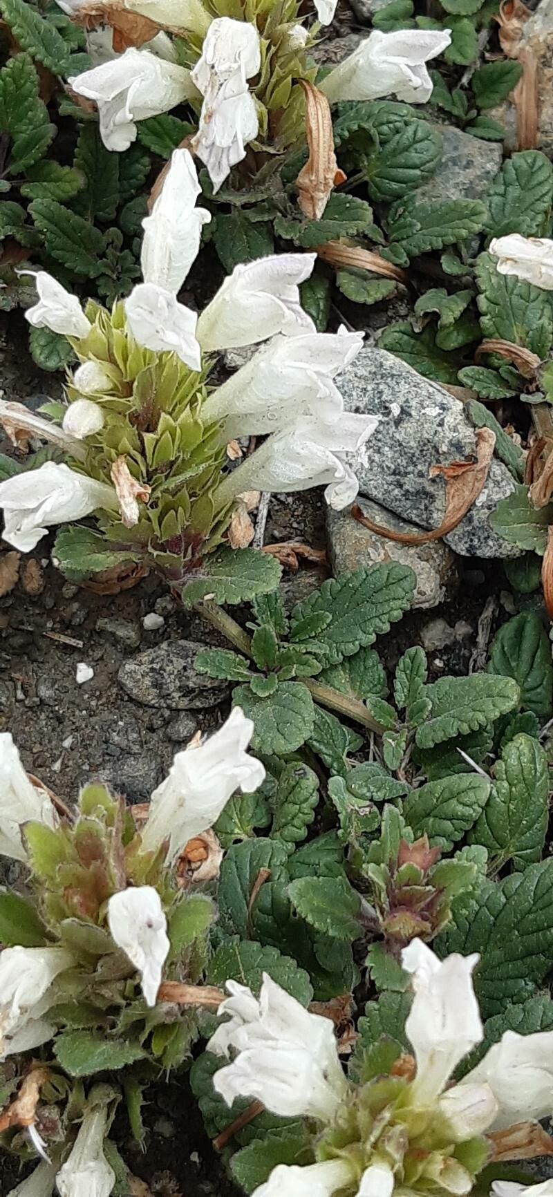 Dracocephalum heterophyllum habit