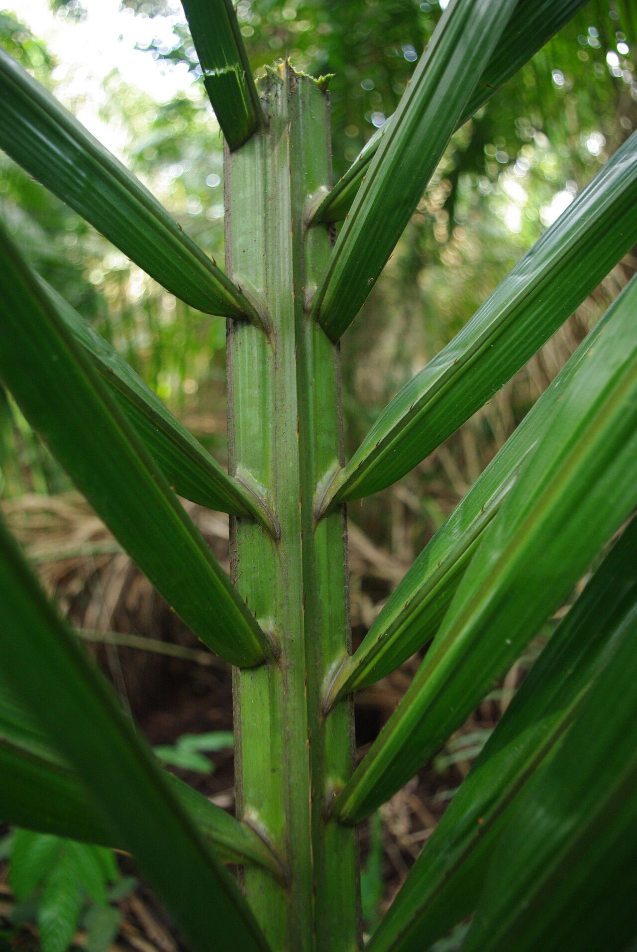 Raphia zamiana leaf