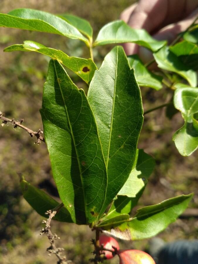 Paullinia elegans leaf