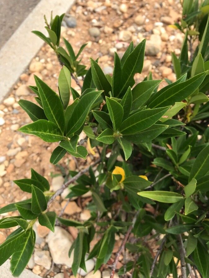 Strychnos pungens — search result for 'Citrus'