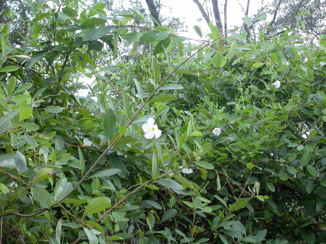 Rhabdadenia biflora habit