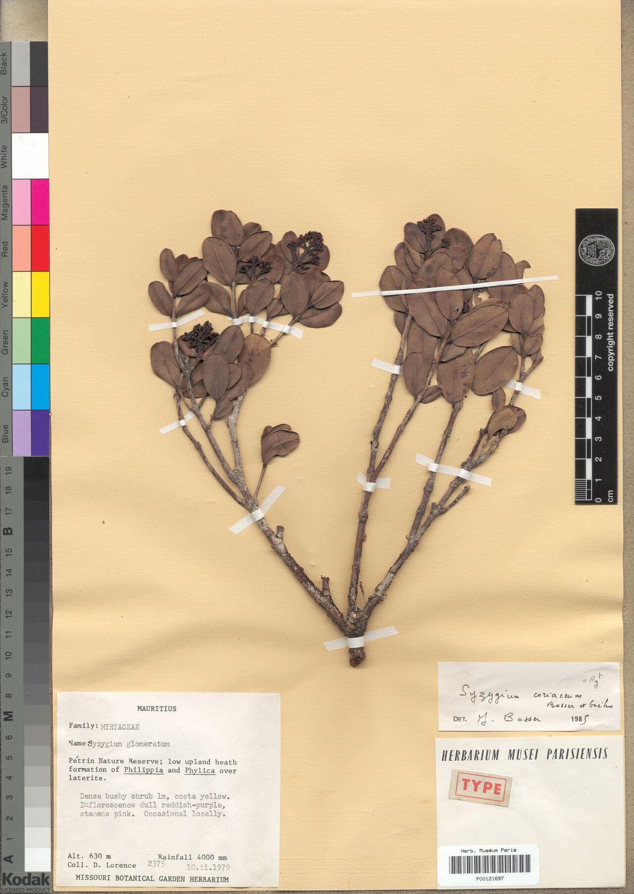 Syzygium coriaceum — houseplant care guide