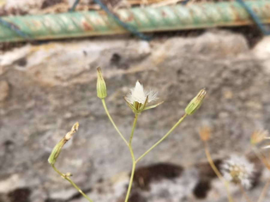 Crepis pulchra fruit