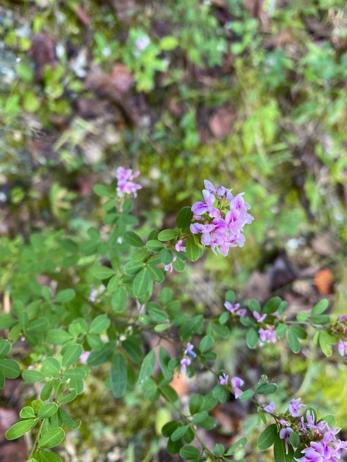 Lespedeza virginica flower