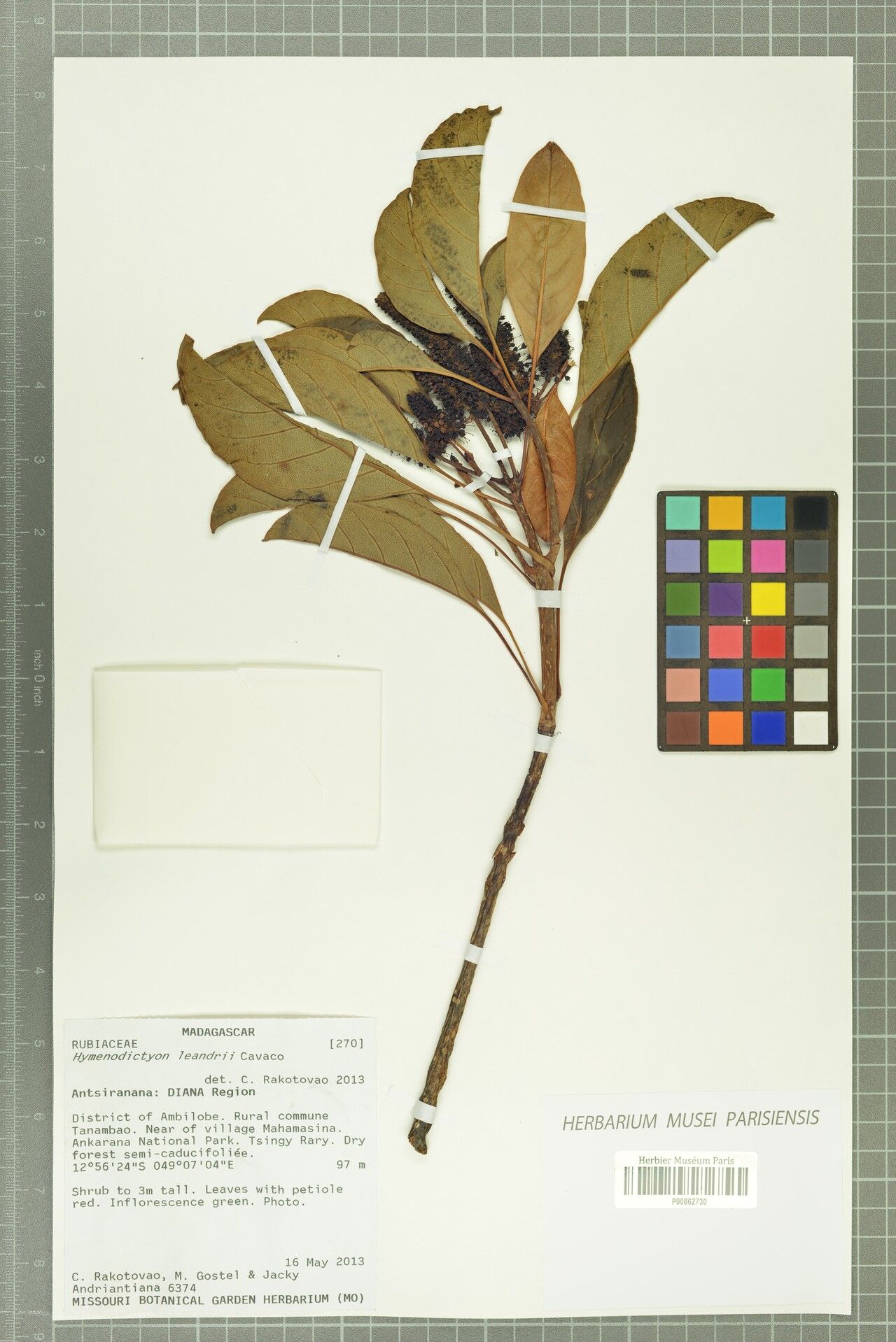 Hymenodictyon leandrii — houseplant care guide