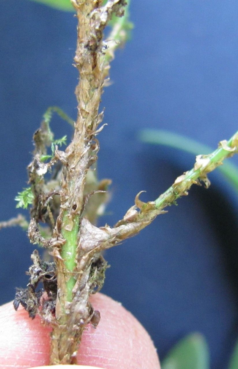 Elaphoglossum revolutum other