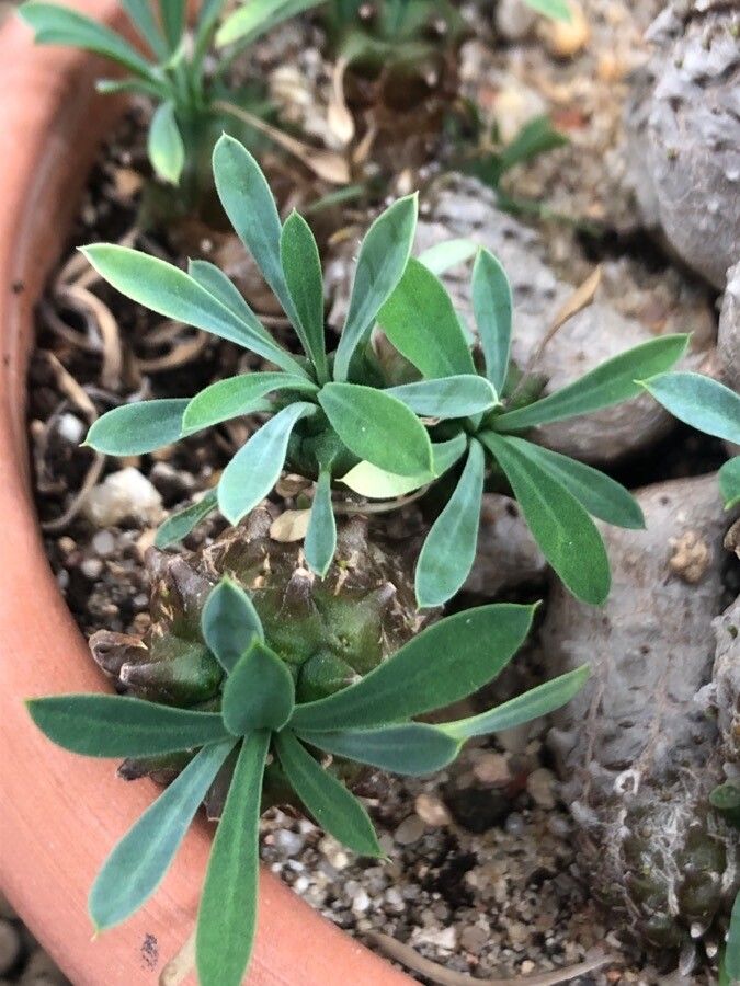 Euphorbia bupleurifolia leaf