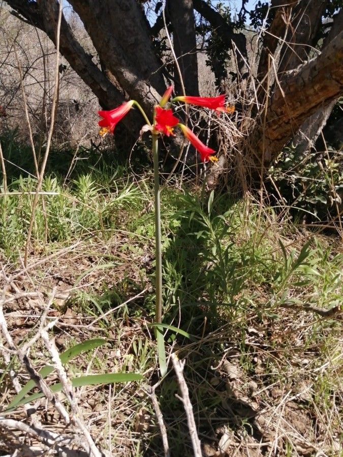 Zephyranthes phycelloides flower