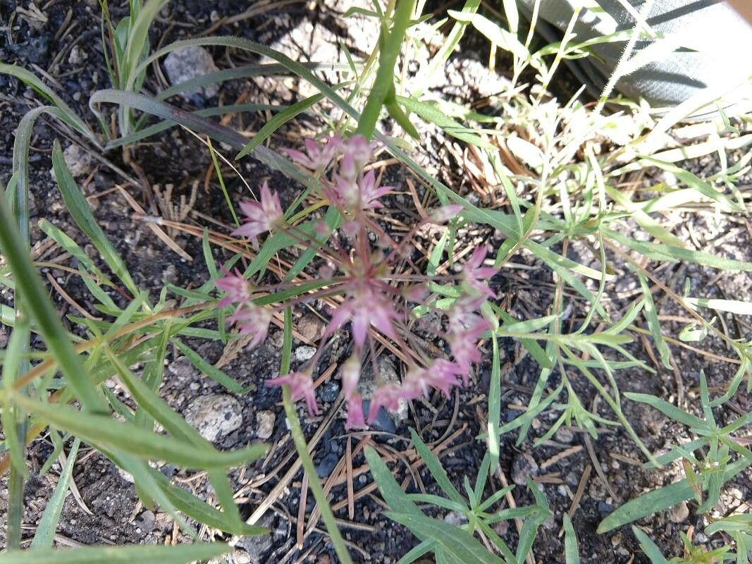 Allium campanulatum — houseplant care guide