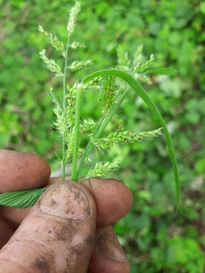 Setaria barbata flower
