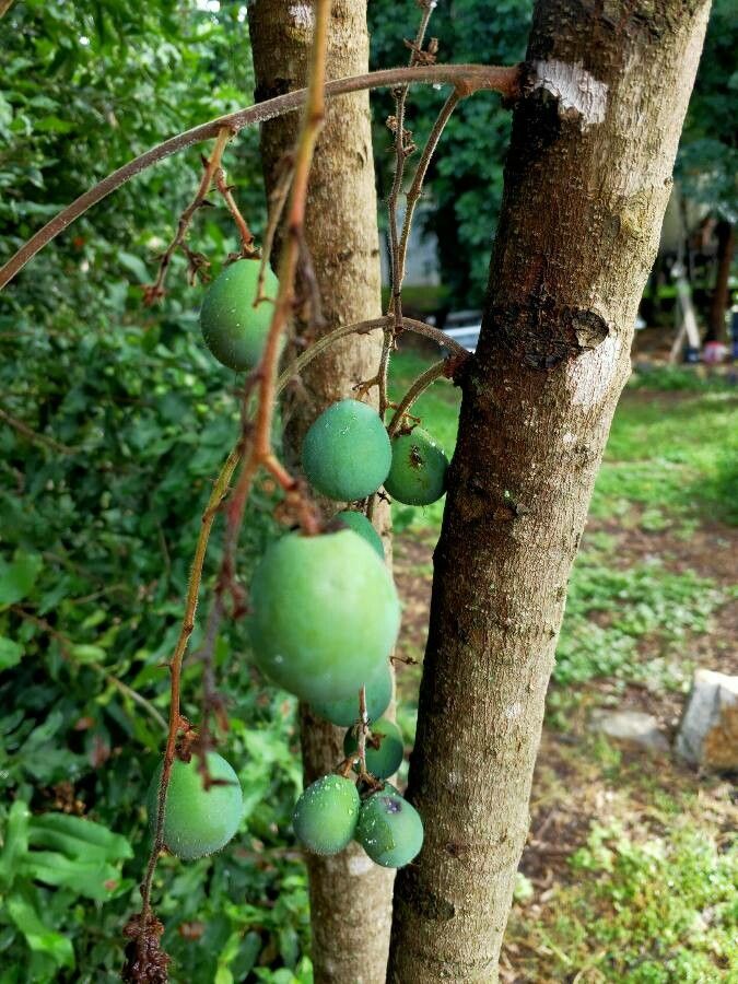 Davidsonia pruriens fruit