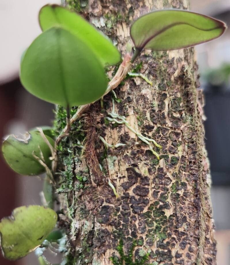 Acianthera rostellata — houseplant care guide