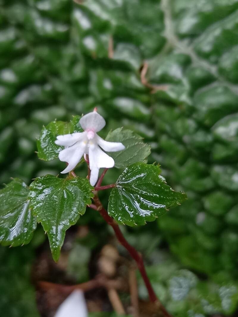 Impatiens bequaertii flower