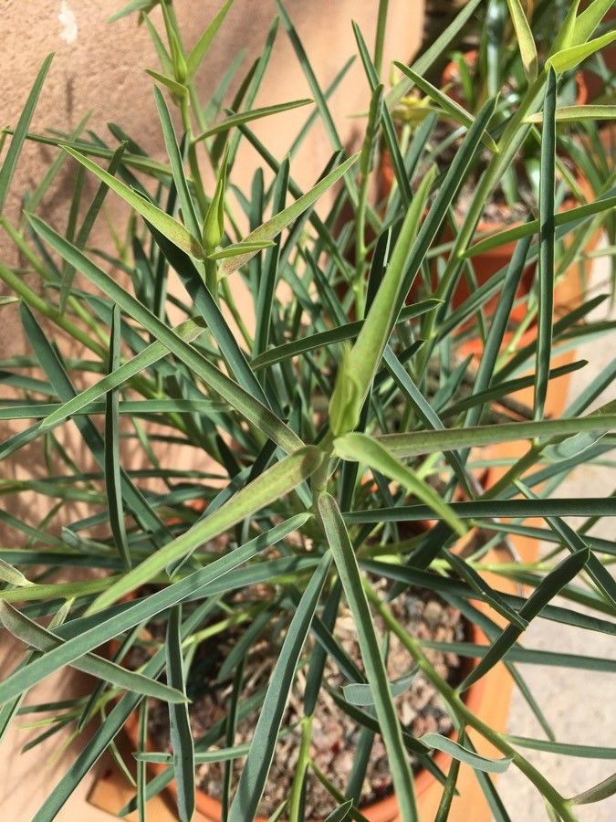 Euphorbia bubalina leaf