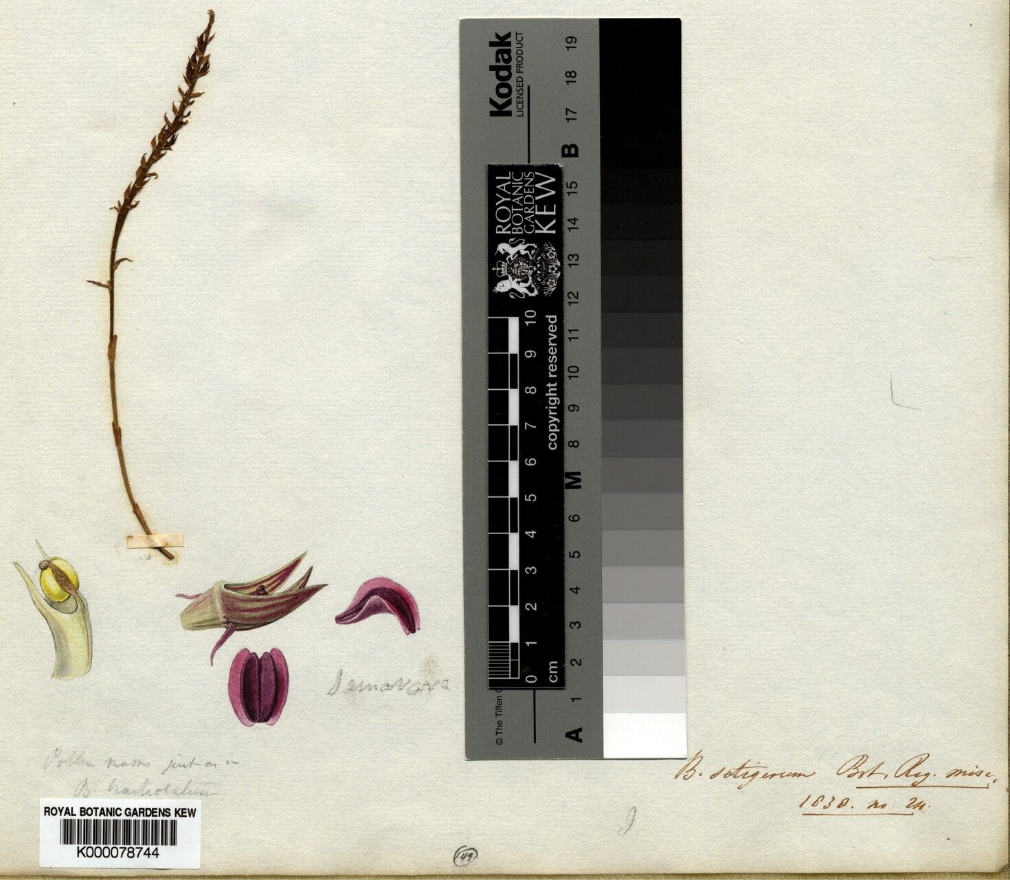 Bulbophyllum setigerum — houseplant care guide