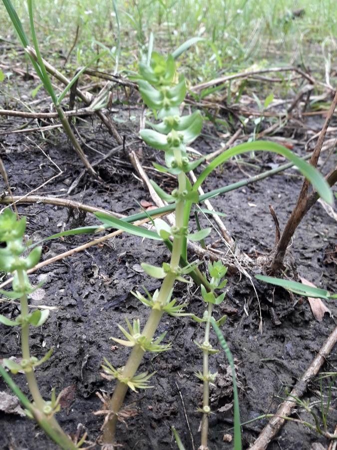 Elatine alsinastrum — related species from the same genus