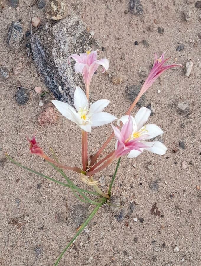 Hieronymiella clidanthoides habit