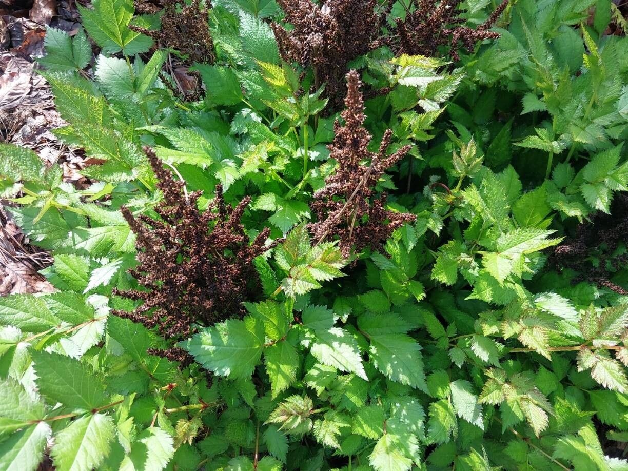 Astilbe macroflora other