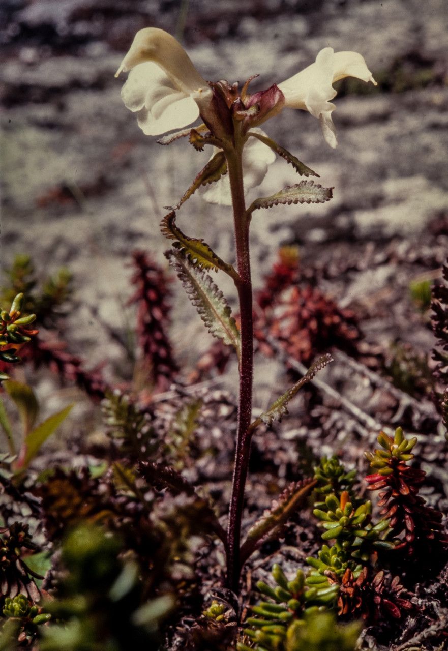 Pedicularis lapponica — search result for 'Pedicularis'