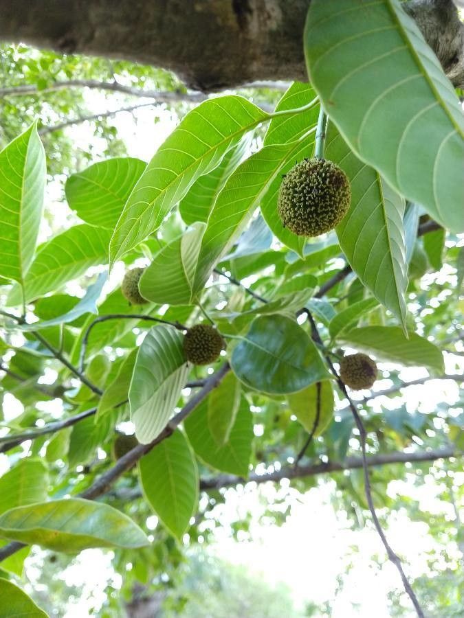 Neolamarckia cadamba fruit