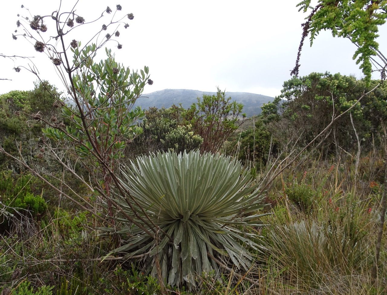 Espeletia argentea habit