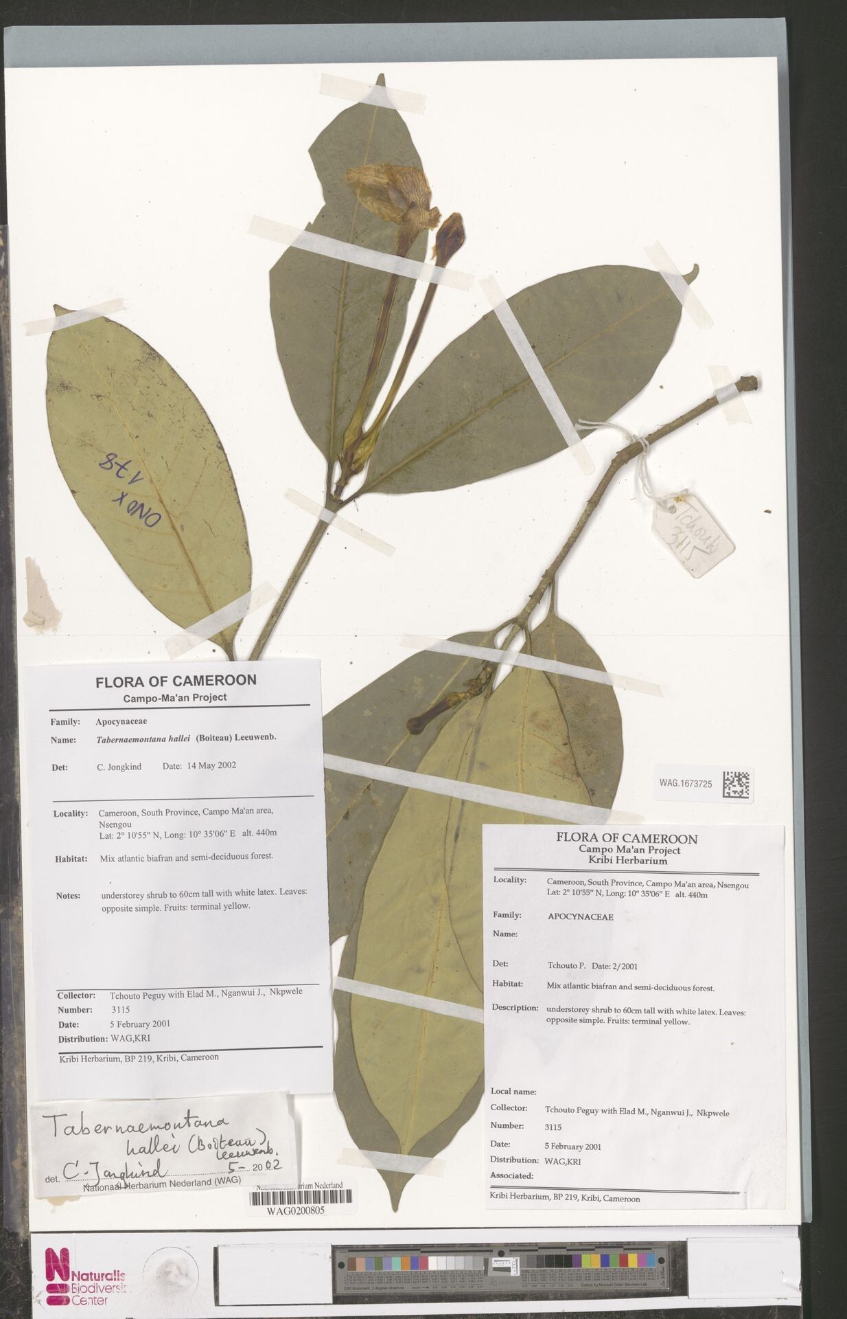 Tabernaemontana hallei — search result for 'Tabernaemontana'