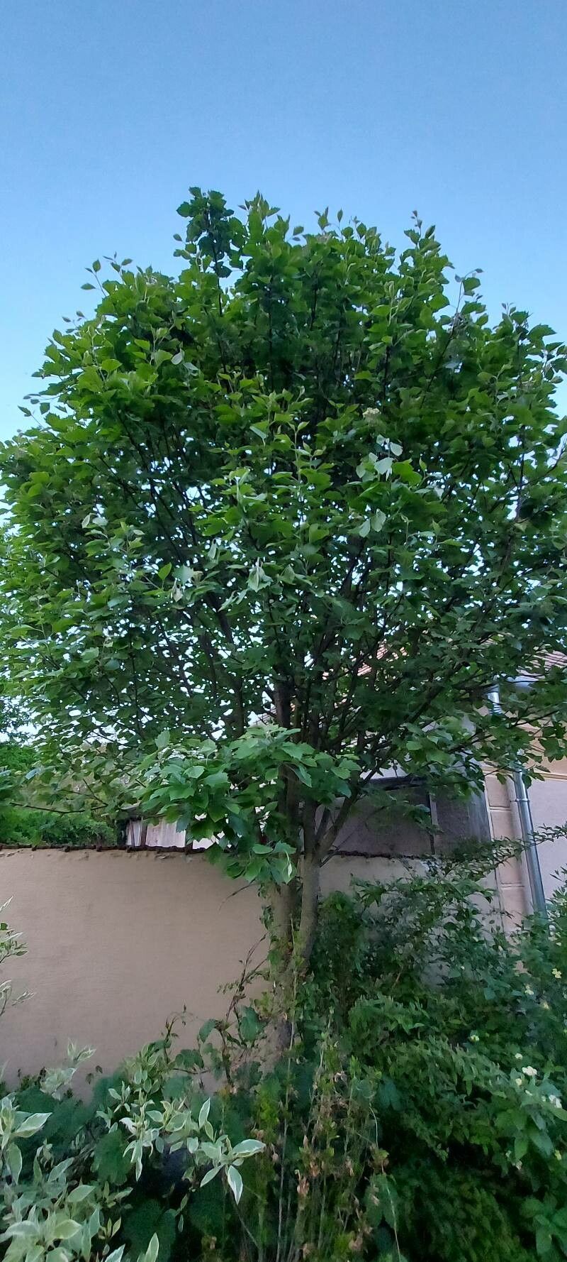 Sorbus semiincisa other