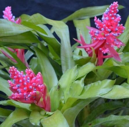 Aechmea andersonii