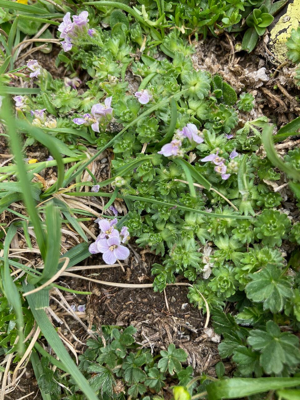 Petrocallis pyrenaica leaf