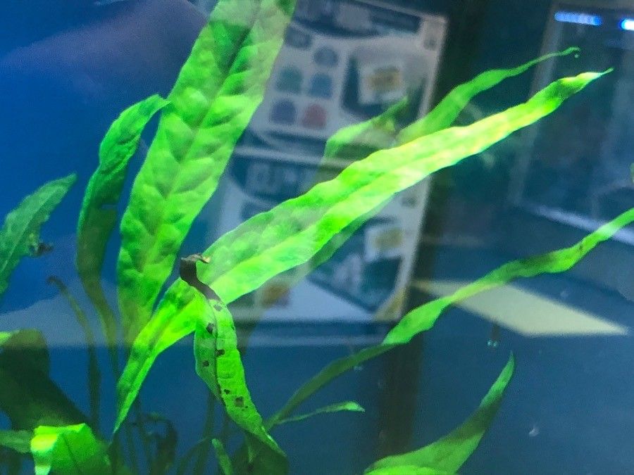 Microsorum pteropus — search result for 'Microsorum'