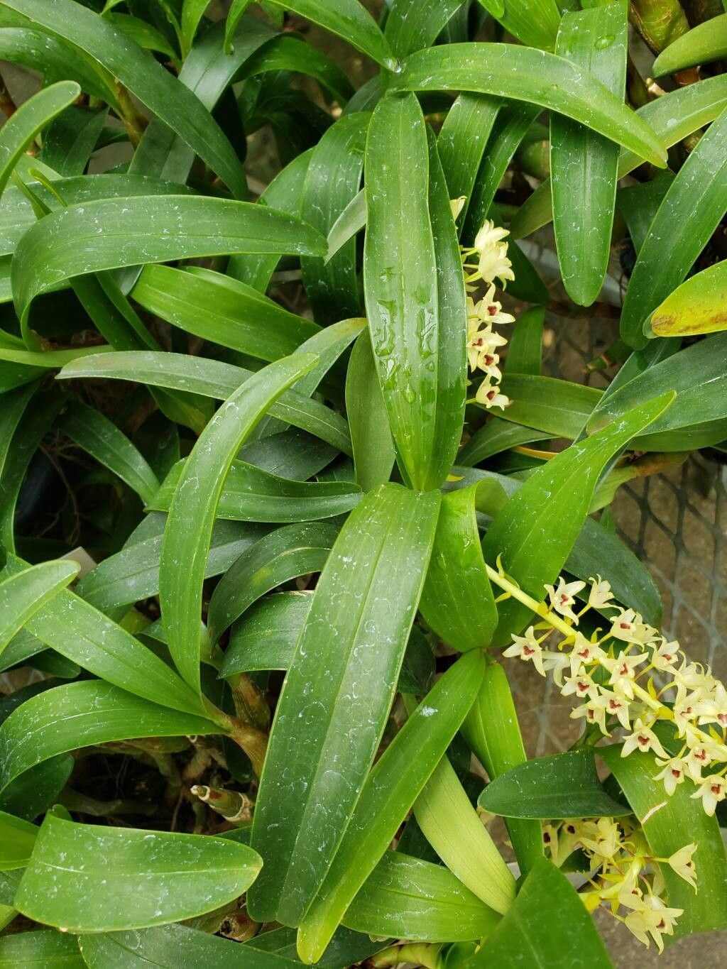 Pinalia formosana — houseplant care guide